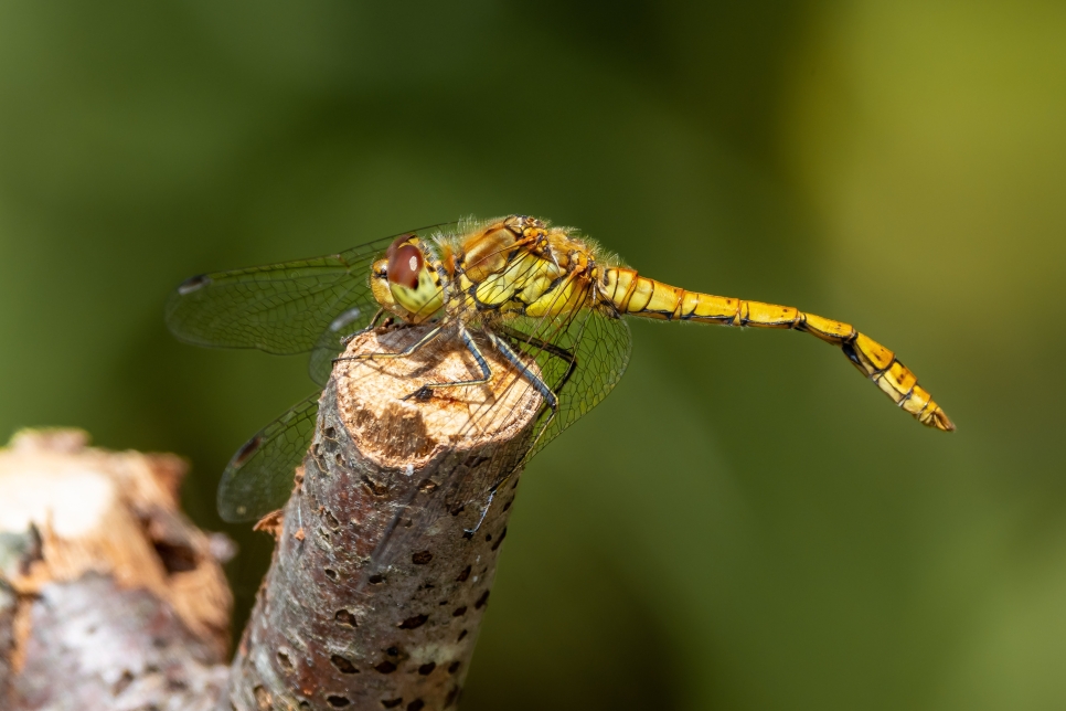 Dragonfly Walks